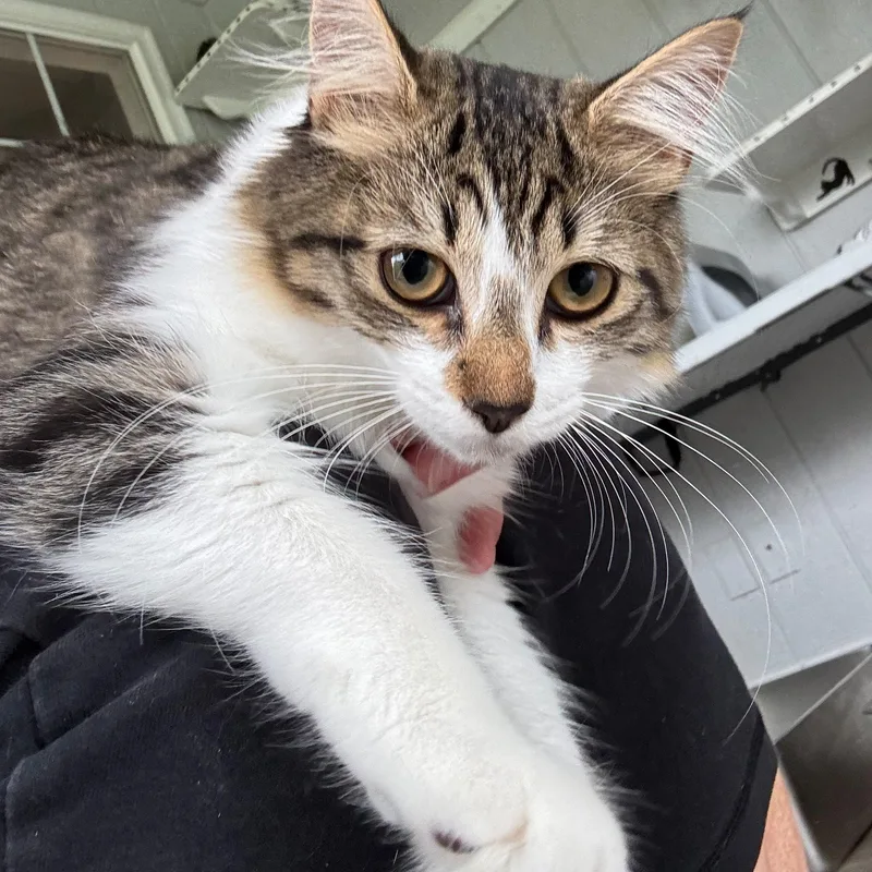 A baby small-sized female White Domestic Medium Hair cat named Whisper for adoption in Catasauqua, PA
