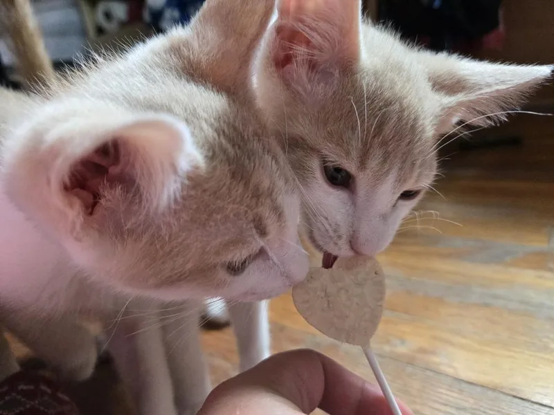 A baby small-sized male Domestic Short Hair cat named Gary for adoption in Virginia Beach, VA