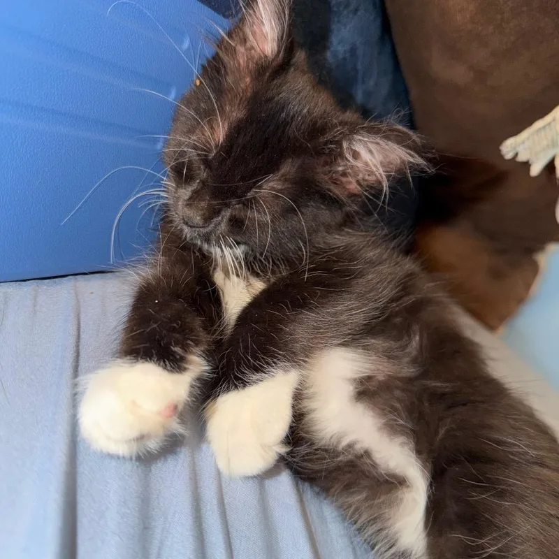 A baby small-sized female Black Domestic Long Hair cat named Gem for adoption in Ruckersville, VA