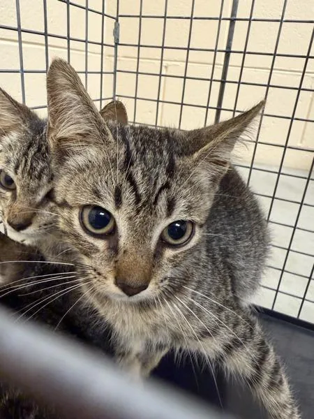 A baby small-sized male Domestic Short Hair cat named Captain Crunch for adoption in Melbourne, FL