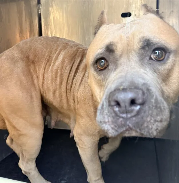 An adult large-sized female American Staffordshire Terrier dog named Princess for adoption in San Antonio, TX