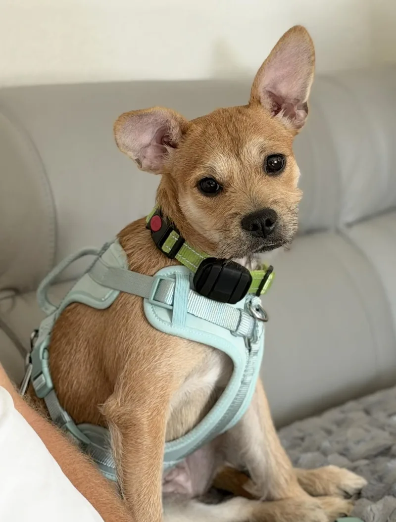 Suki