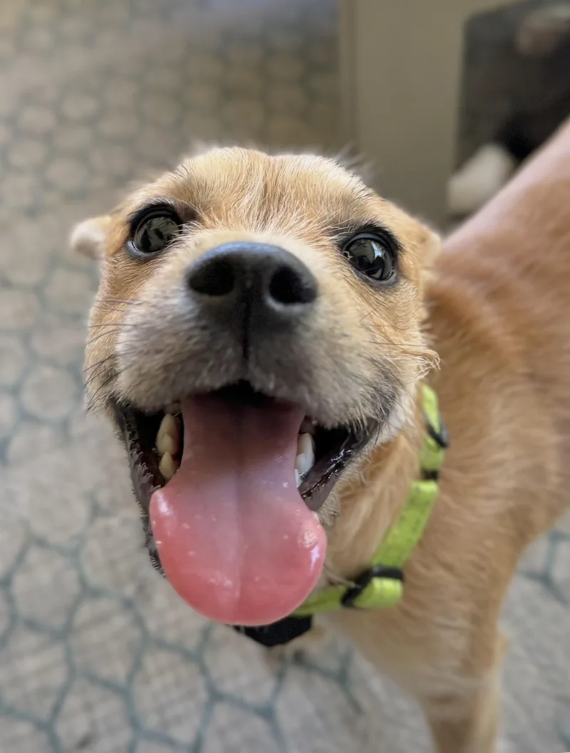 Suki thumbnail 2