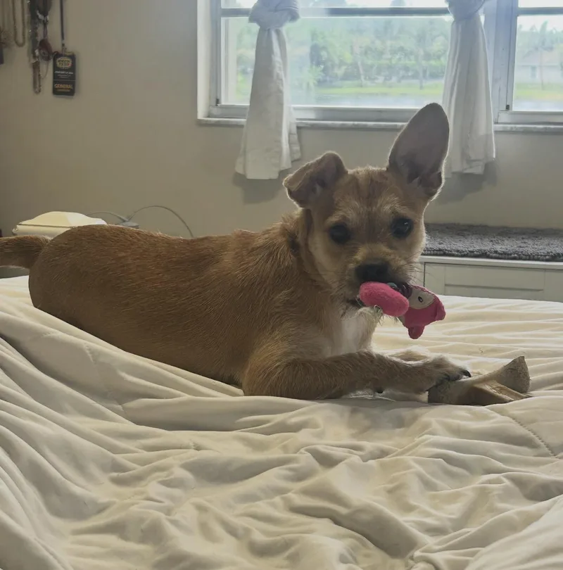 Suki thumbnail 3