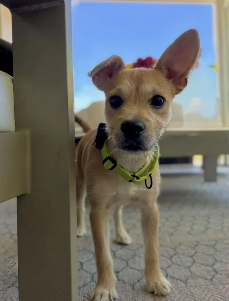 Suki thumbnail 4