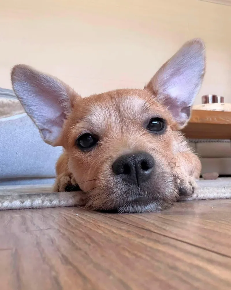Suki thumbnail 5