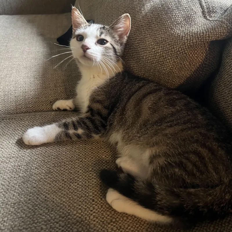 A baby small-sized male Tabby (Brown / Chocolate) Domestic Short Hair cat named Leroy Gibbs for adoption in Grand Rapids, MI