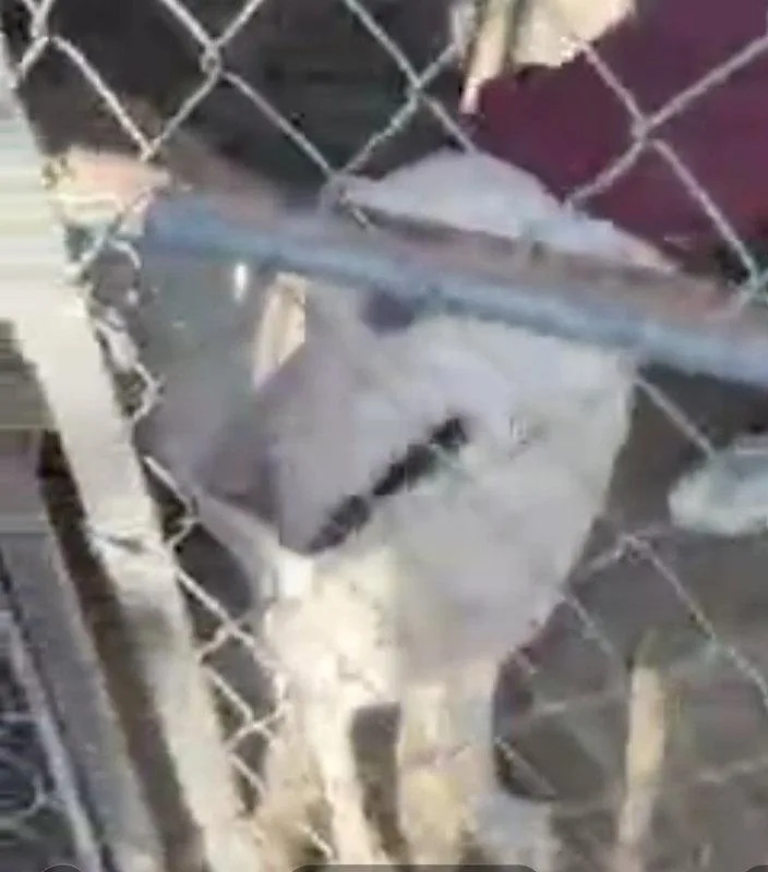 A young large-sized female White German Shepherd dog named Bella for adoption in Winston Salem, NC