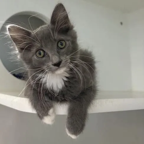 A baby small-sized female Domestic Long Hair cat named Carol for adoption in Phoenix, AZ