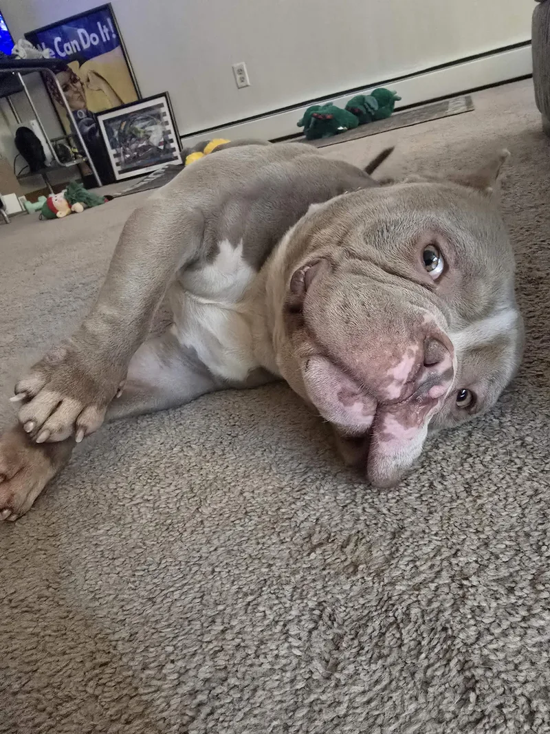 An adult large-sized male Pit Bull Terrier dog named Little Chonky for adoption in Minneapolis, MN
