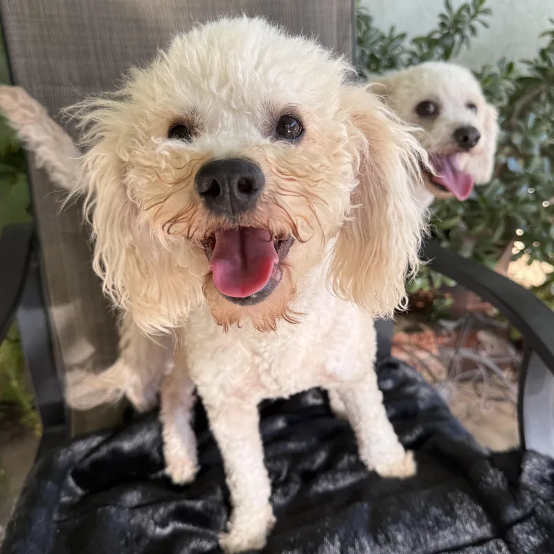 A young small-sized male White / Cream Poodle dog named Hatchi for adoption in modesto, CA