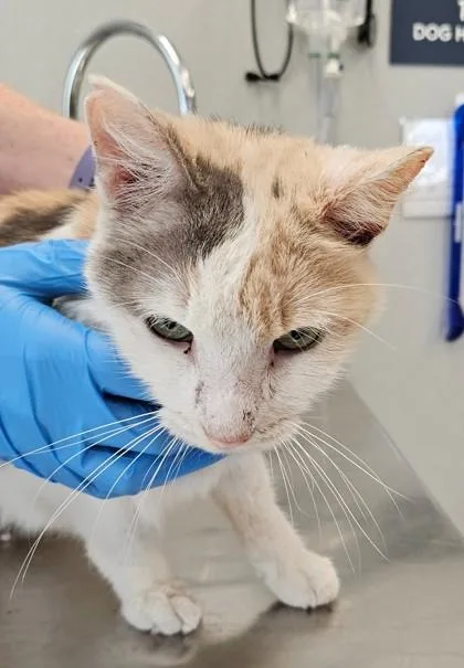 An adult medium-sized female Domestic Short Hair cat named Creme Brulee for adoption in Lafayette, IN