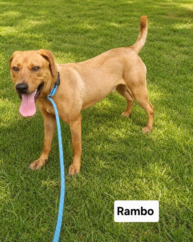 An adult large-sized male Hound dog named Rambo Dixon for adoption in Rockaway, NJ