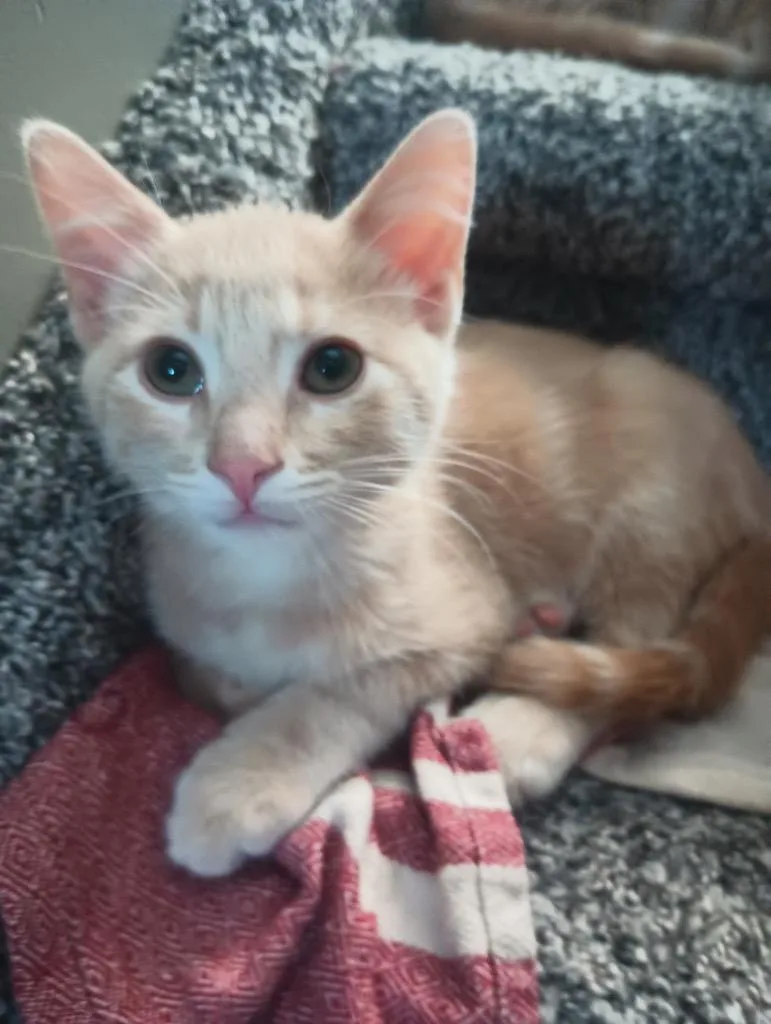 A baby small-sized male Domestic Short Hair cat named Buck for adoption in Ogden, UT