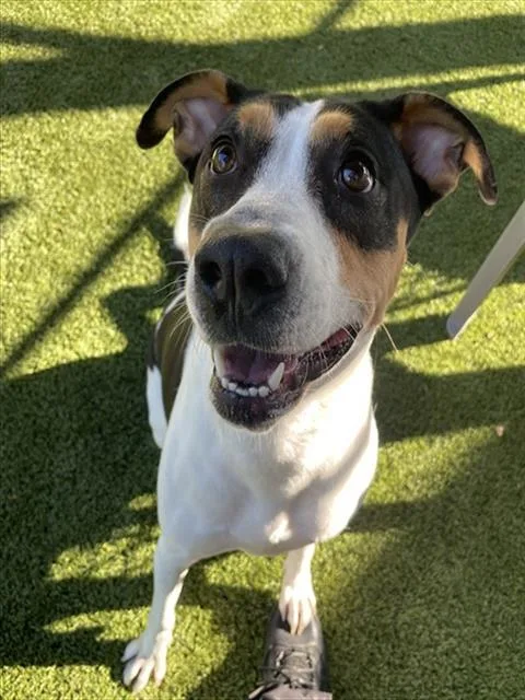 An adult large-sized female Hound dog named Sienna for adoption in Newton, NC