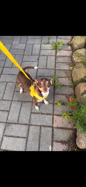 A baby small-sized female Chihuahua dog named Cinnamon for adoption in Bloomingdale, NJ