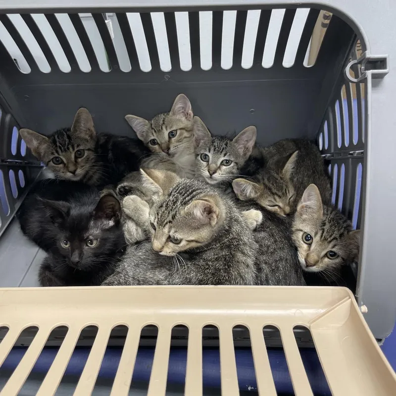 A baby small-sized female Brown / Chocolate Domestic Short Hair cat named Kaboodle for adoption in Dickinson, TX