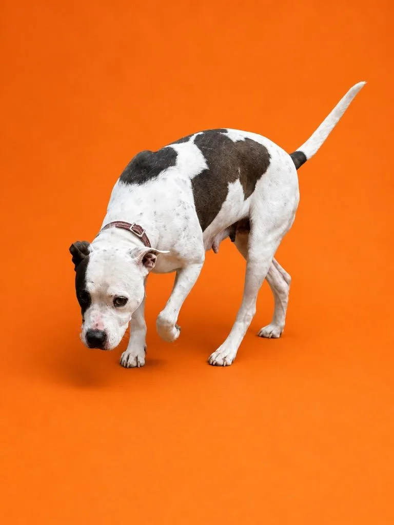 A young medium-sized female Pit Bull Terrier dog named Mala for adoption in Wauchula, FL