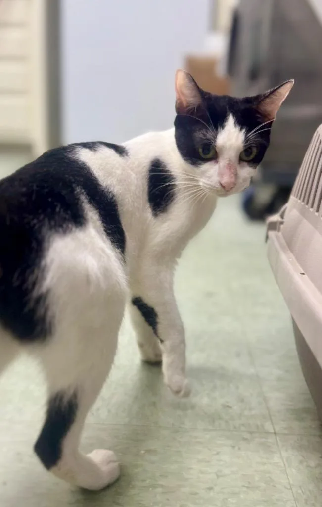 A young medium-sized female Domestic Short Hair cat named Alice for adoption in Danielsville, GA