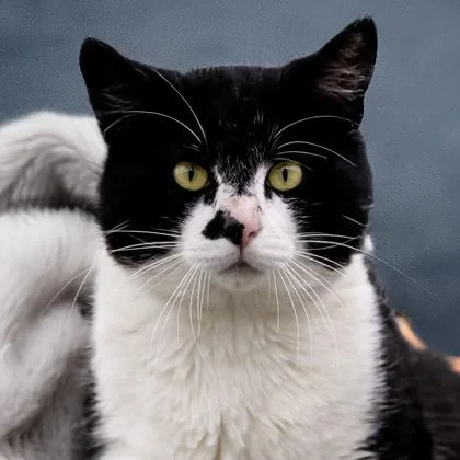 An adult large-sized male Domestic Short Hair cat named Hubert for adoption in Camano Island, WA