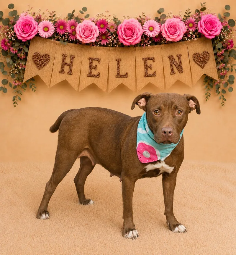 A young medium-sized female Pit Bull Terrier dog named Helen for adoption in Shillington, PA