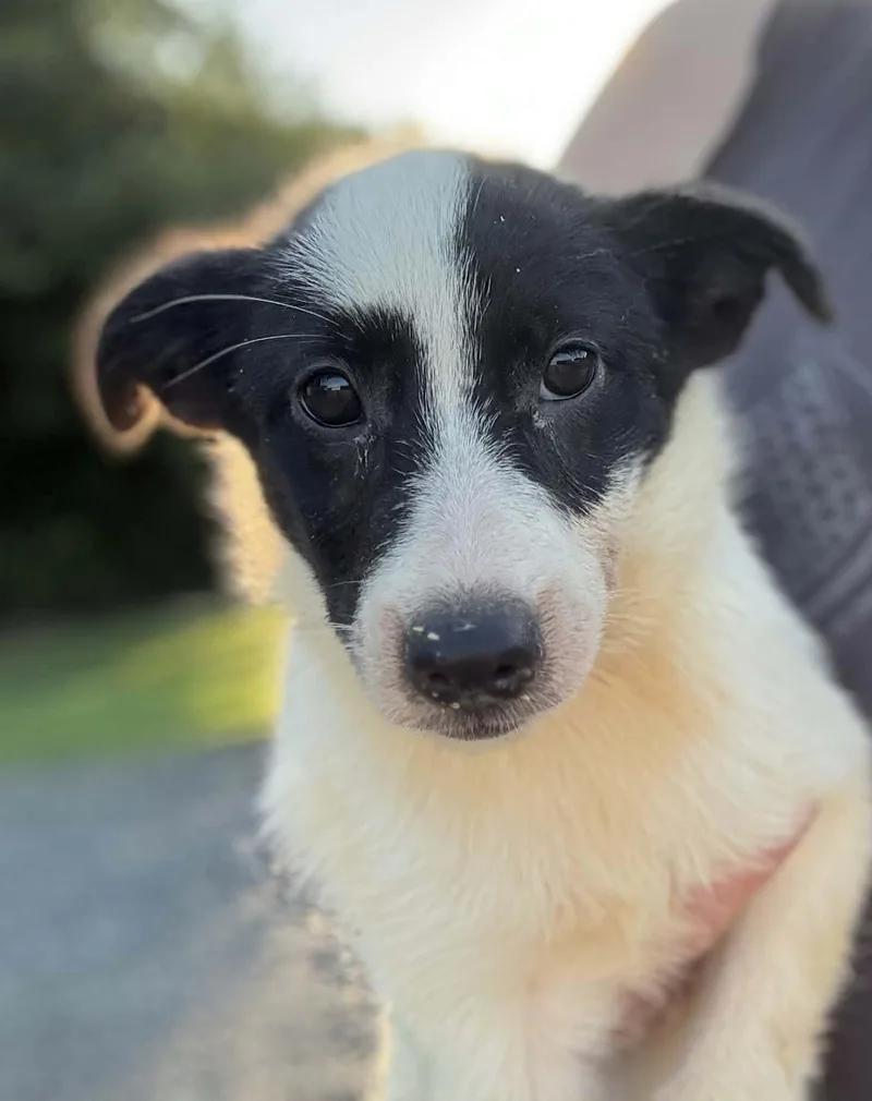 A baby small-sized female Lancashire Heeler dog named Tagliatelle for adoption in Havertown, PA