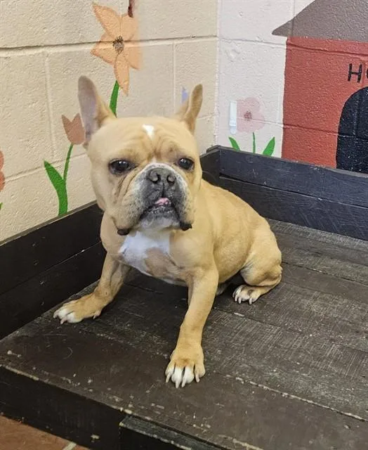 An adult small-sized male French Bulldog dog named Master Yoda for adoption in Castaic, CA