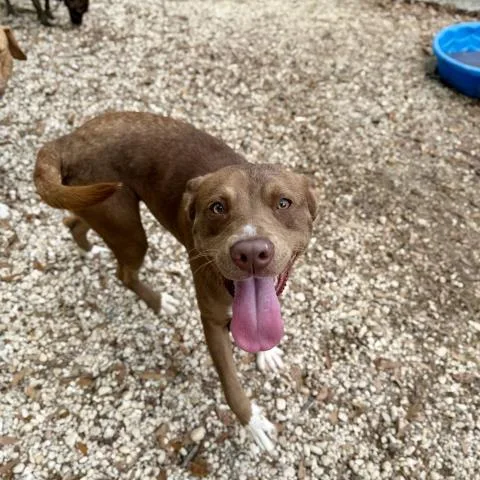 An adult medium-sized female Mixed Breed dog named Bindi Reed for adoption in Pensacola, FL