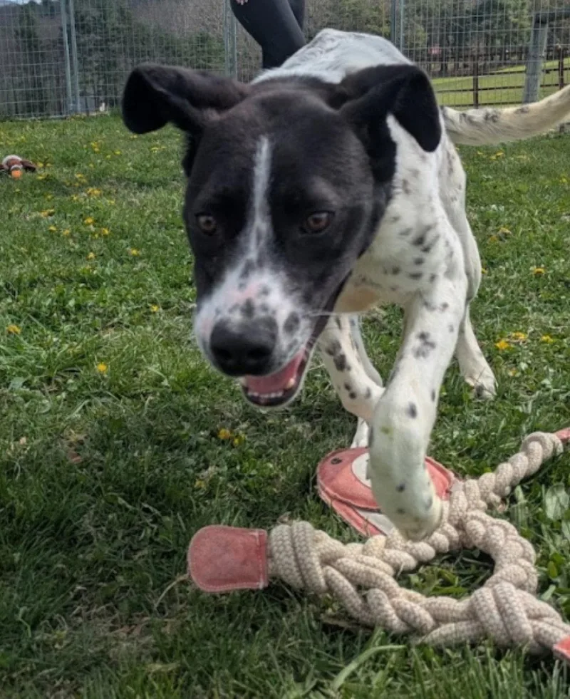 A young medium-sized male English Pointer dog named Muttley for adoption in Westminster, MD
