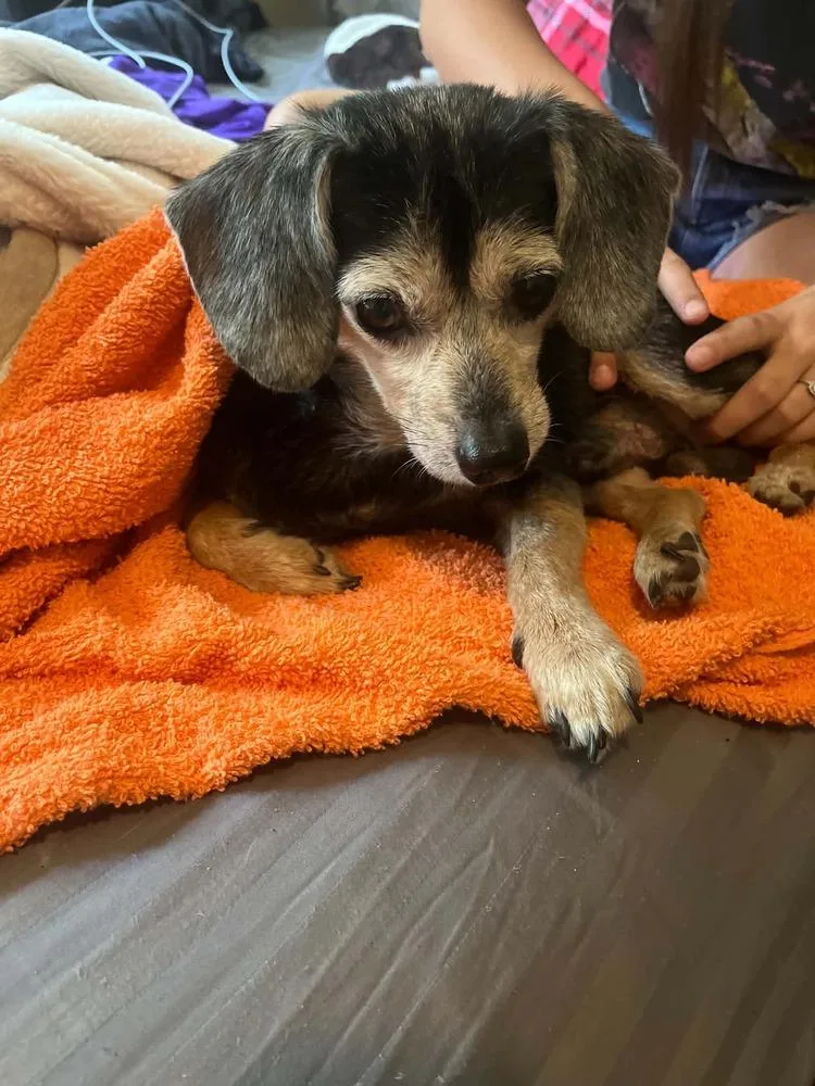 A senior small-sized male Brown / Chocolate Beagle dog named Dudley for adoption in Bartlesville, OK