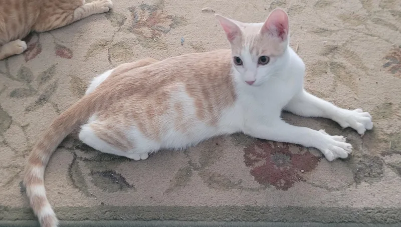 A young medium-sized male Domestic Short Hair cat named Simon for adoption in Alpine, TX