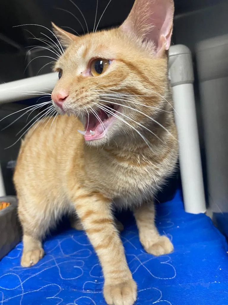 A young large-sized male Domestic Short Hair cat named Zuko for adoption in Hopkinsville, KY