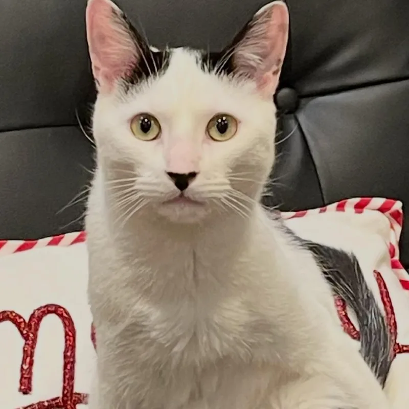 An adult small-sized male White Domestic Short Hair cat named Mookie for adoption in Brooklyn, NY