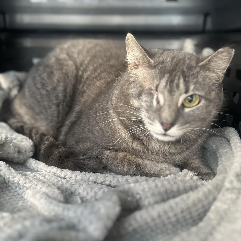 A young medium-sized female Tabby (Gray / Blue / Silver) Domestic Short Hair cat named Camille for adoption in Columbus , OH
