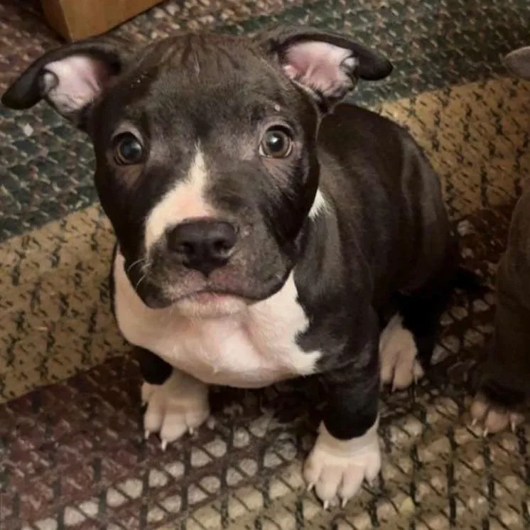 A baby small-sized male American Staffordshire Terrier dog named Piggly for adoption in Jasper, IN