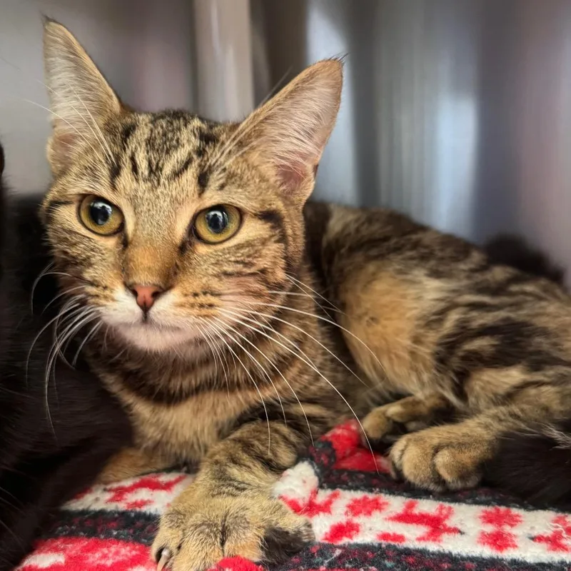 Spaghetti thumbnail 2