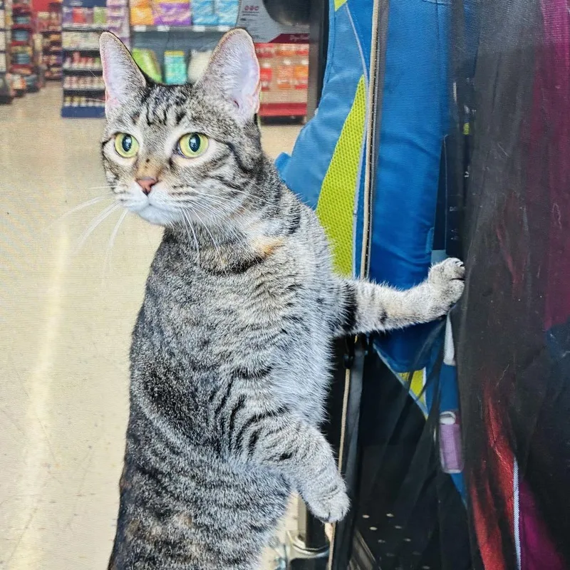A baby large-sized male Brown / Chocolate Domestic Short Hair cat named Archie for adoption in Marietta, GA