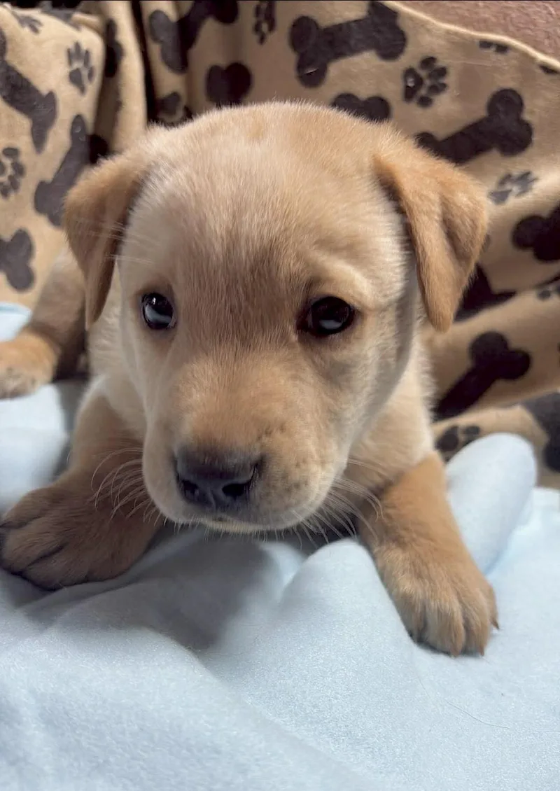 Mocha