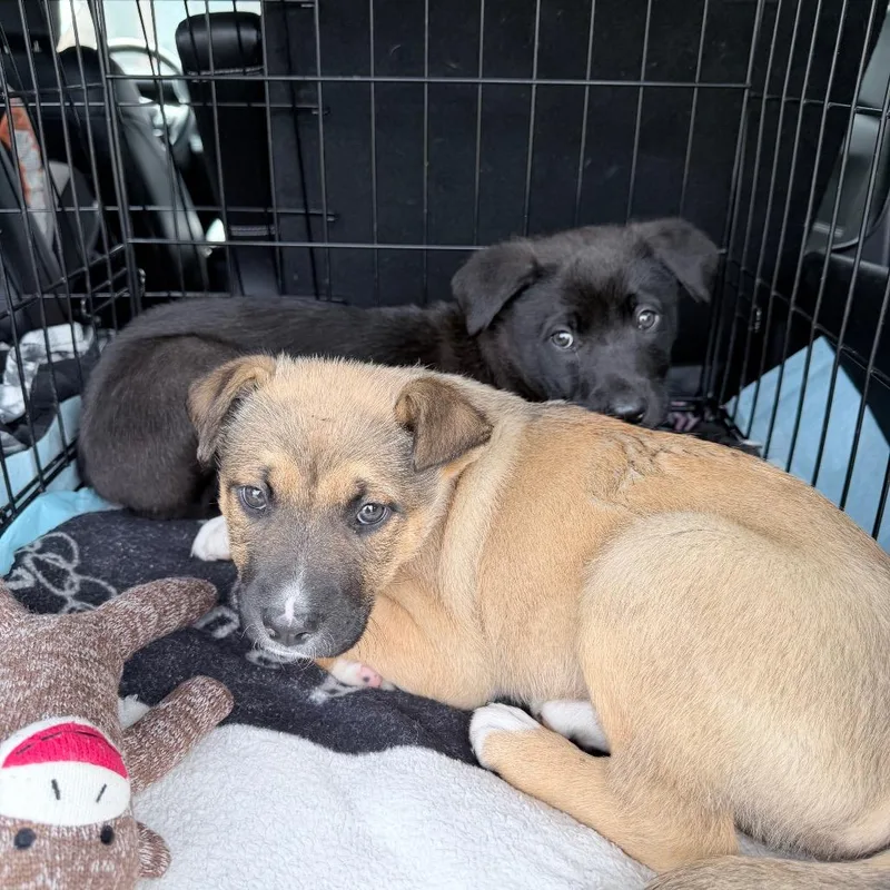 A baby large-sized female Golden Shepherd dog named Rose for adoption in Northville, MI