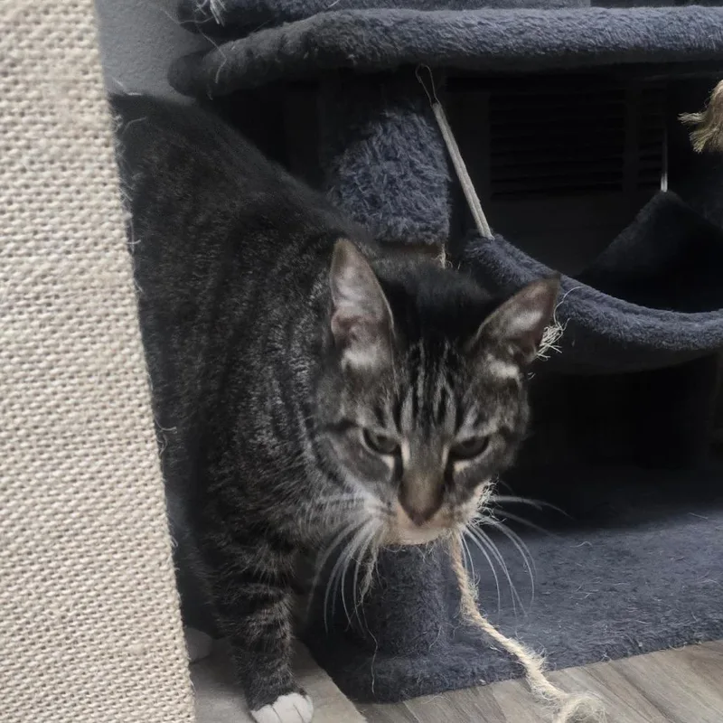 An adult large-sized male Domestic Short Hair cat named Jasper for adoption in San Jacinto, CA