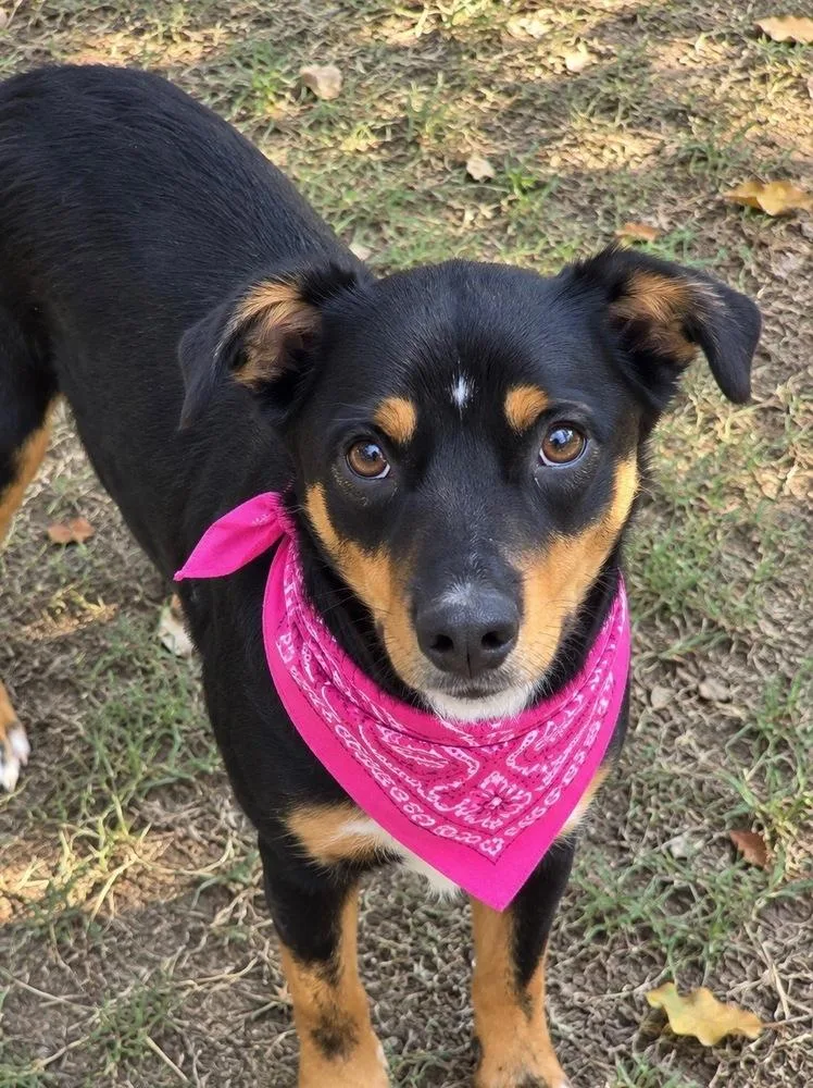 Poppy Batesville