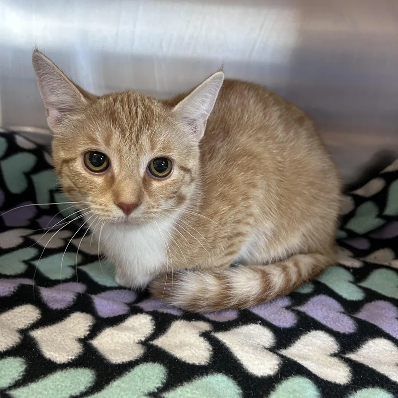 Loblolly thumbnail 2