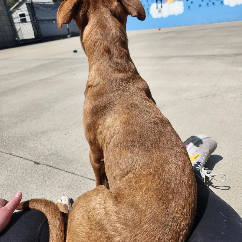 A baby large-sized male Red / Chestnut / Orange Mixed Breed dog named Kieran for adoption in Mount Pleasant, MI