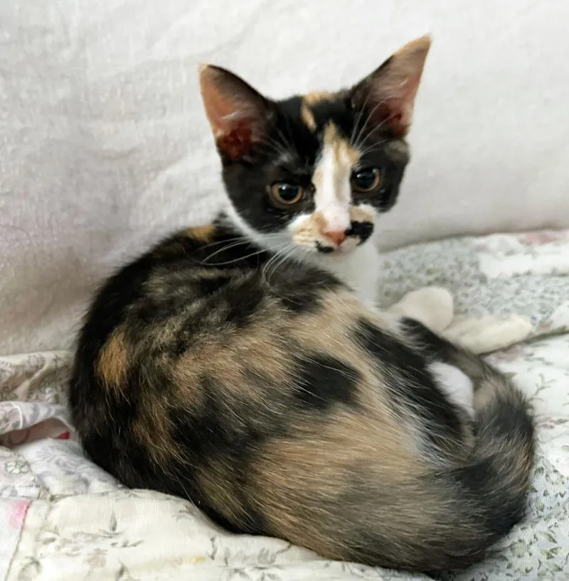 A baby medium-sized female Domestic Short Hair cat named Everything Bagel for adoption in Youngsville, NC