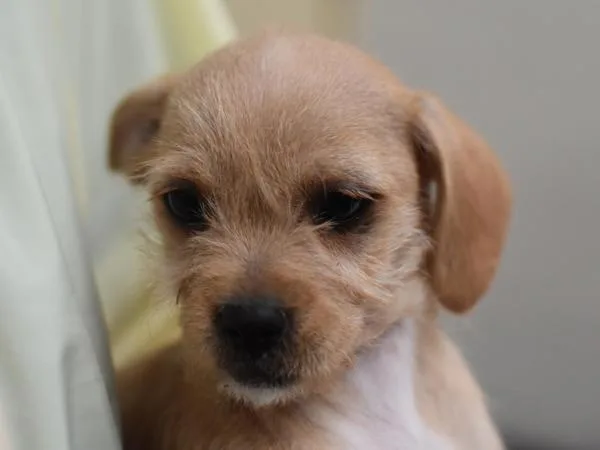 A baby small-sized female Terrier dog named Rhythm for adoption in Portland, OR