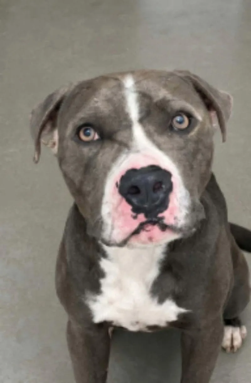 An adult medium-sized male Gray / Blue / Silver American Staffordshire Terrier dog named Manly for adoption in Kingman, AZ