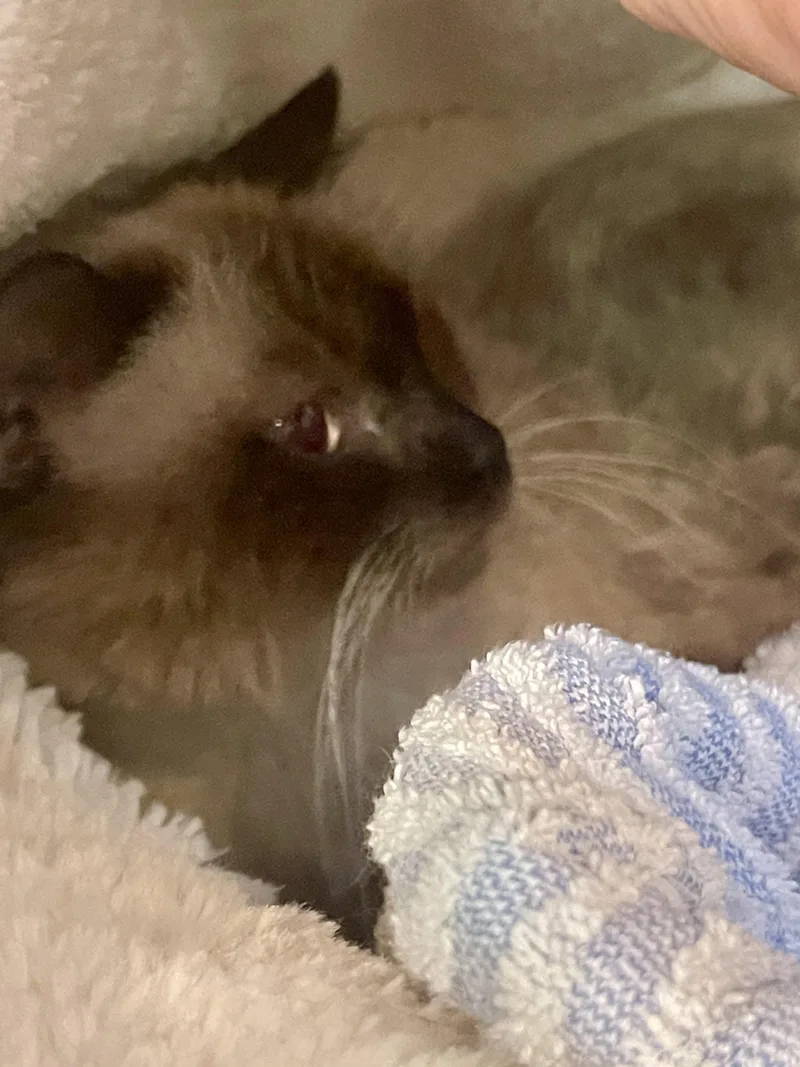 An adult medium-sized female Chocolate Point Siamese cat named Mika for adoption in Myrtle Beach, SC