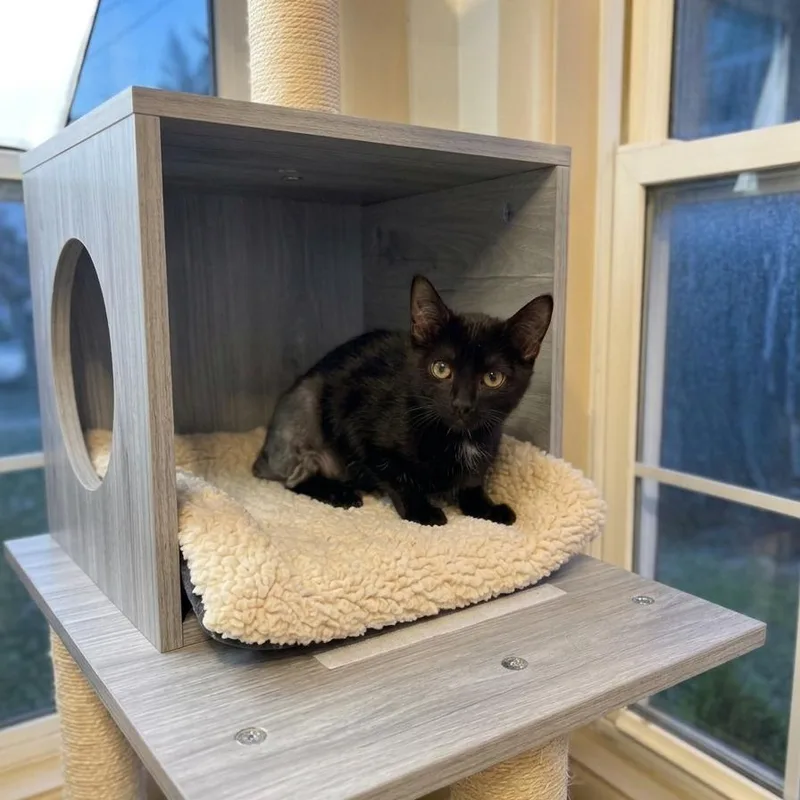 A baby small-sized female Black Domestic Short Hair cat named Cinderella for adoption in Pasadena , MD