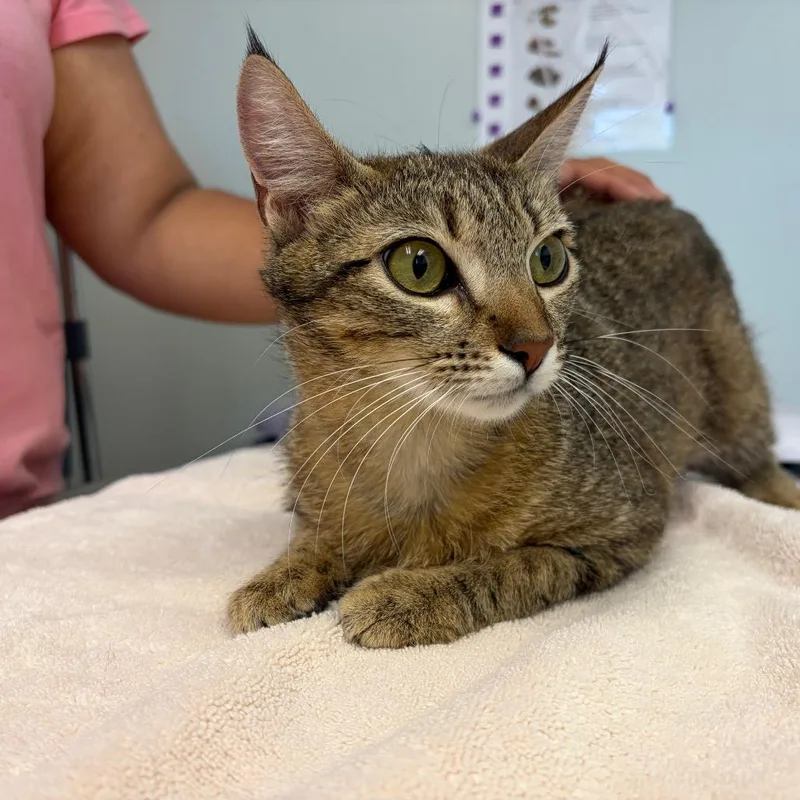 A young medium-sized female Domestic Short Hair cat named Mamacita for adoption in Cumming, GA
