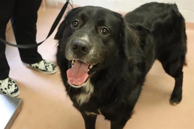 An adult large-sized male Mixed Breed dog named Midnight for adoption in Columbia, SC